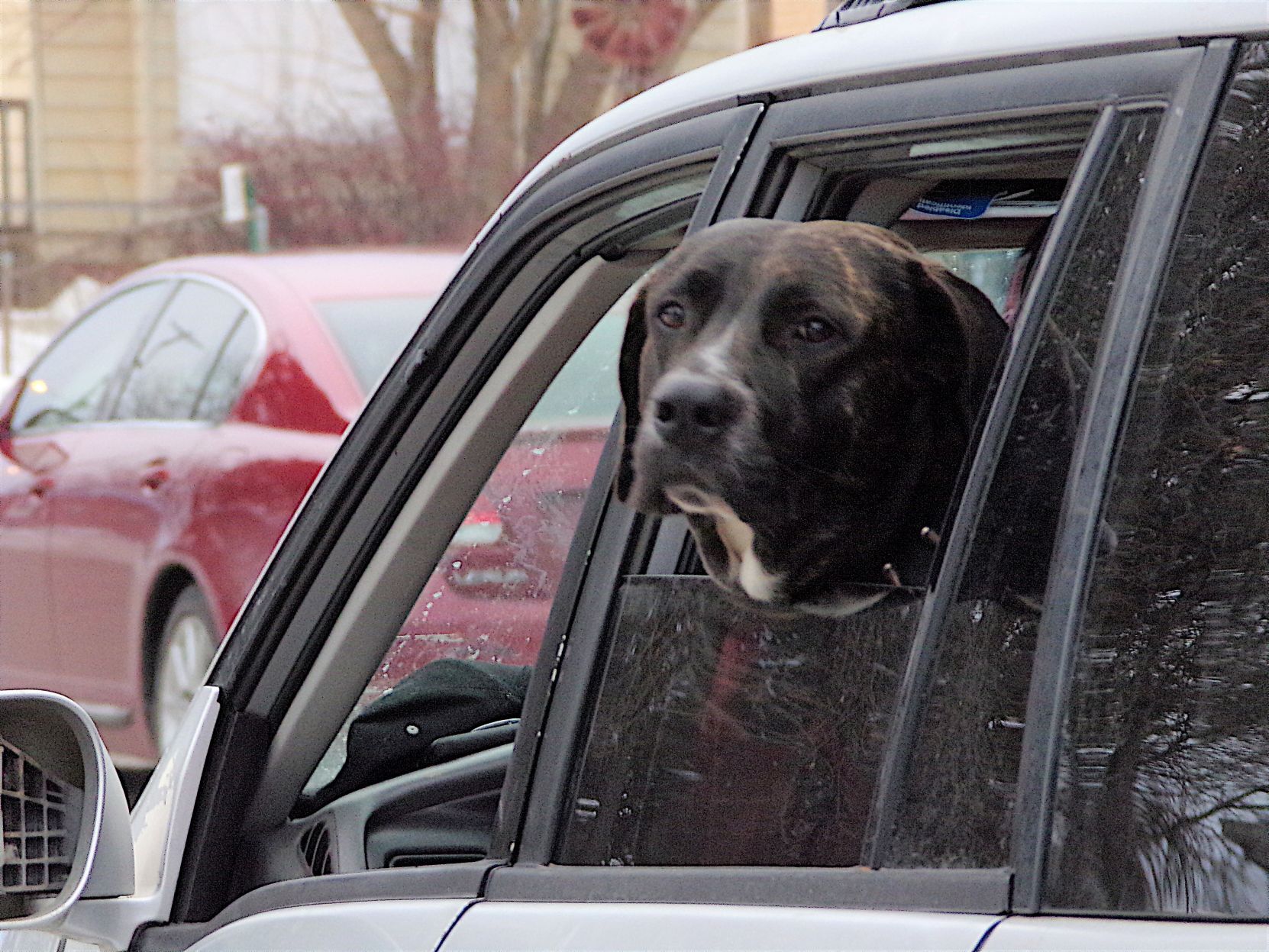A paw-fect delivery man